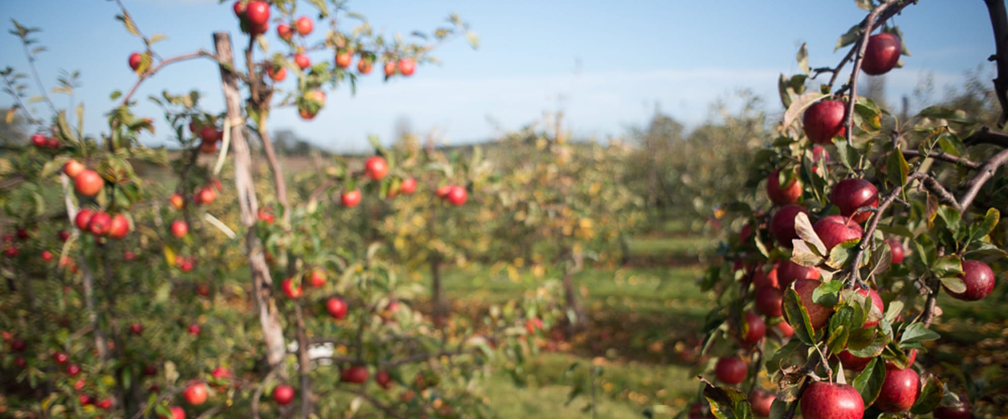 Oddbox - bringing wonky fruit and veg to homes and offices