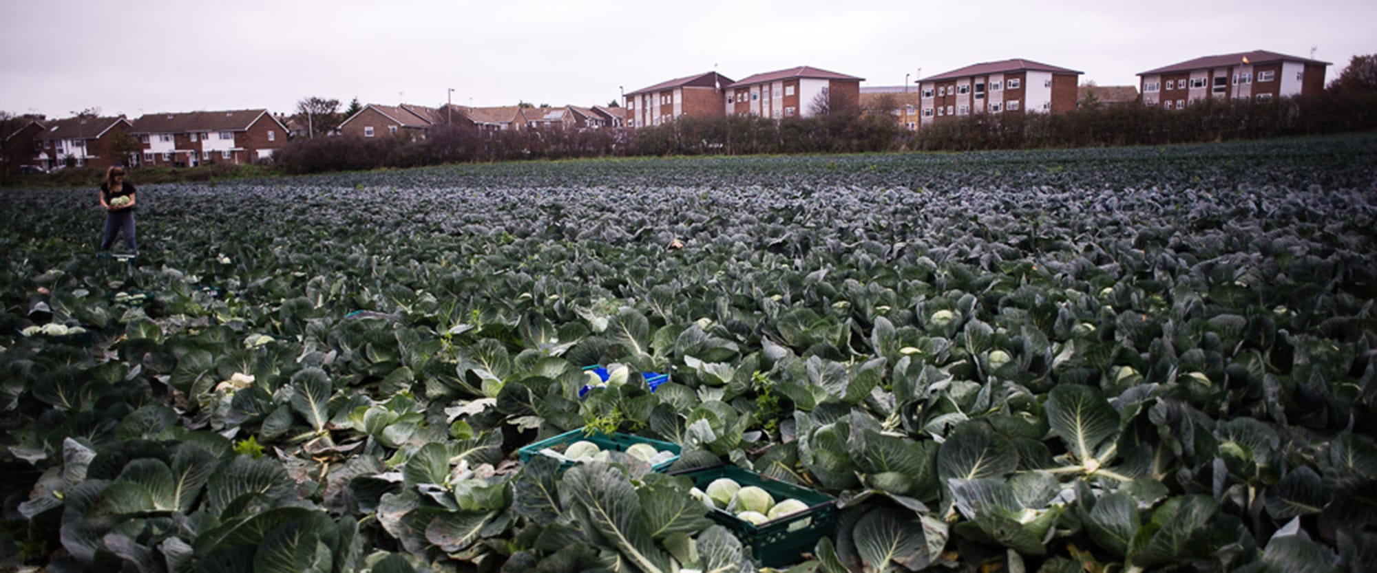 Seedling - Reducing Food Waste through Vertical Farming and Aquaponics