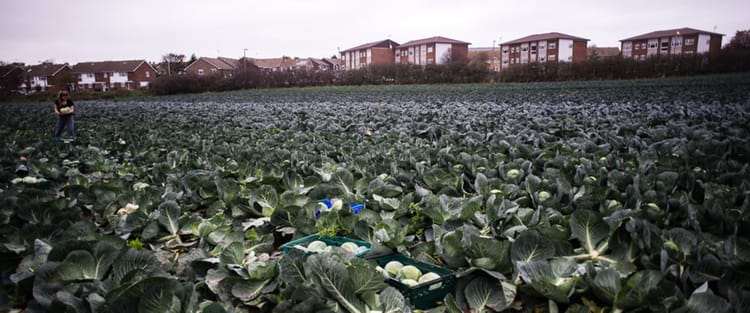 Seedling - Reducing Food Waste through Vertical Farming and Aquaponics